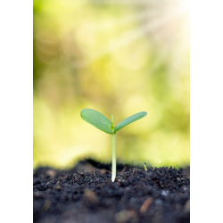 UNDERSTANDING & SUPPORTING GROWTH MINDSET FOR TEACHER DEVELOPMENT